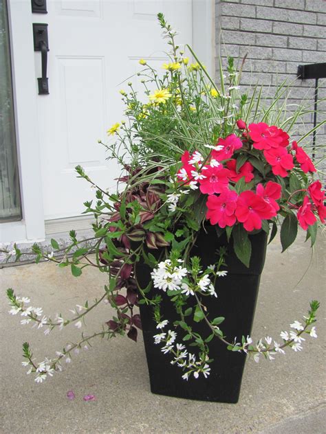 Black container arrangement summer 2013 | Plantas en maceta, Plantas, Macetas