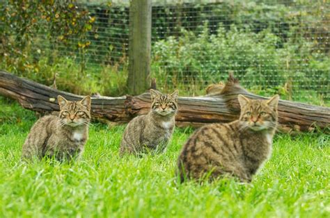 British Wildlife Centre ~ Keeper's Blog: Wildcats on the Move