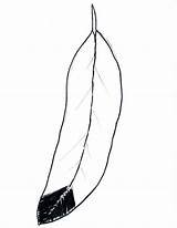 Free Feather Coloring Pages Pdf  Coloringfoldercom sketch template