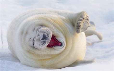 nature, Seals, Winter, Snow, Animals, Baby Animals Wallpapers HD ...