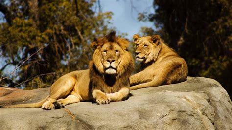 South Africa set to shut down its controversial captive lion breeding industry – Firstpost