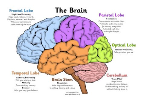 33 Brain Anatomy Quiz Label - Label Design Ideas 2020