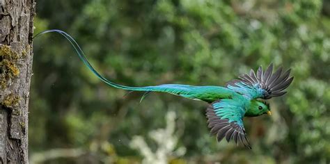 Resplendent Quetzal: National Bird of Guatemala - A-Z Animals