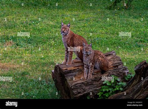 Wild mammalian animals in their natural environment Stock Photo - Alamy