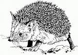 Realistic Hedgehog Pages Coloring sketch template
