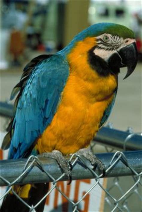 What Are the Predators of the Blue & Gold Macaw? | eHow UK