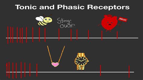 Physiology: Tonic and Phasic Receptors (Made Easy!) - YouTube