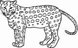 Cheetah Coloring Page Printable sketch template