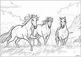 Wild Horse Coloring Pages sketch template
