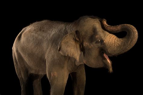 ANI018-00086 - Joel Sartore