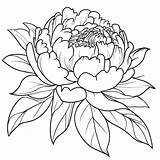 Peony Flower Printable coloring Page  Download Print Or Color Online sketch template