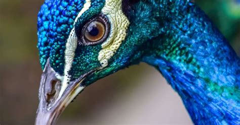 The camera system shows how animals see colors