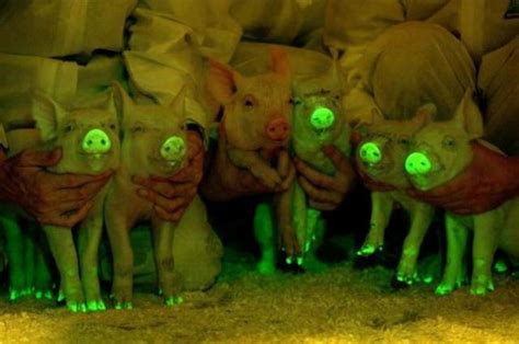 These Pigs Glow-in-the-Dark to Save Lives