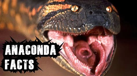 ANACONDA: 10 Facts you have to know about this big snake - YouTube