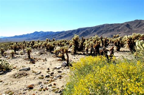 Plant Life of the Colorado Desert