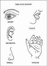 Five Senses Coloring Sheet sketch template