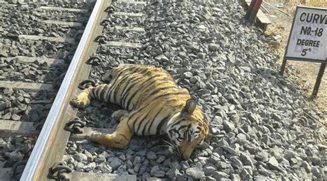 Train runs over tiger in Madhya Pradesh | The Indian Express