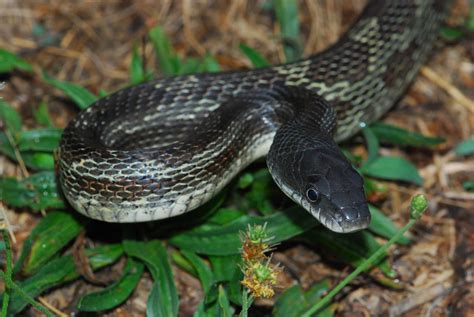 Art Lander’s Outdoors: The Black Rat Snake, common across Kentucky, helps control rodents ...