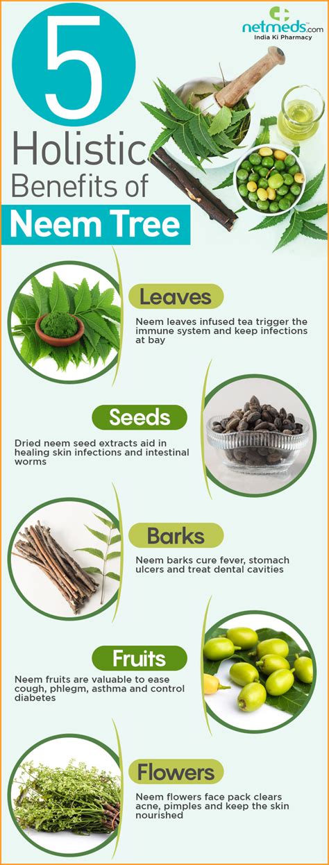 Neem: 5 Stupendous Healing Benefits Of This Wonder Tree -Infographic