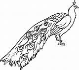 Peacock Coloring Pages  Kidsuki sketch template