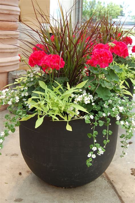 Best Container Plants Flowers
