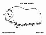 Printable Musk Oxen Coloring Pages  Musk Ox Coloring sketch template