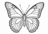 Simple Butterfly Coloring Pages sketch template