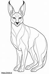 Caracal Designlooter Supercoloring Voorbeeldsjabloon Sketch Coloring Page sketch template