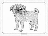 Zentangle Pug Dog Coloring Page For Adults sketch template