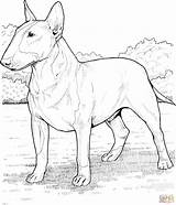 English Bull Terrier coloring Page  Free Printable Coloring Pages sketch template