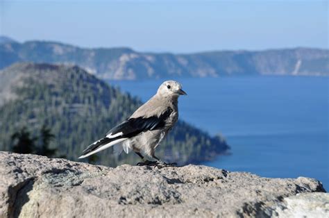 Crater Lake In One Day. How We Explored It With Kids - Grazy Goat