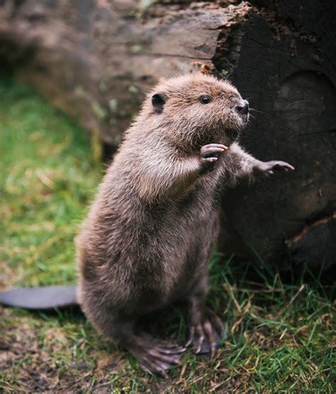 12 more adorable baby beavers that will make your week | Cottage Life