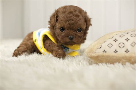 teacup chihuahua - Google Search | Cute baby animals, Cute puppies, Cute animals