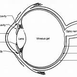 Eye Anatomy Coloring Labeling Structure Human Vision Worksheet  sketch template