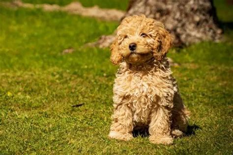 350 Cavapoo Puppy Names (Best Name Ideas of 2024)