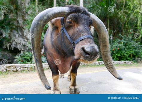 Ox with long horns stock image. Image of countryside - 68846511