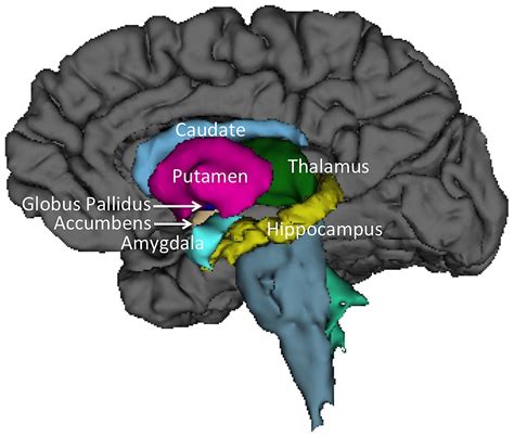 basal ganglia caudate globus pallidus putamen | Basal ganglia, Human body systems, Caudate nucleus