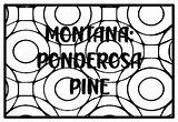 MONTANA PONDEROSA PINE State Tree Coloring Pages By Anisha Sharma sketch template