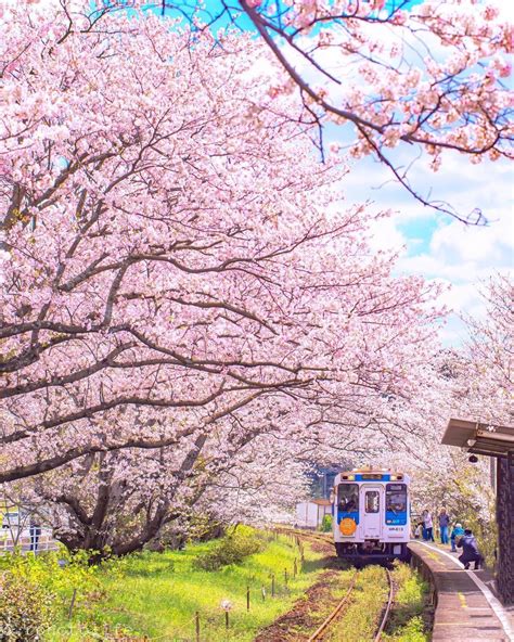 Pink Blossom Tree, Cherry Blossom Japan, Spring Blossom, Spring Scenery, Cherry Blooms, Japan ...