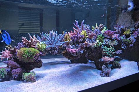 Cool reef tank aquascapes? | REEF2REEF Saltwater and Reef Aquarium Forum