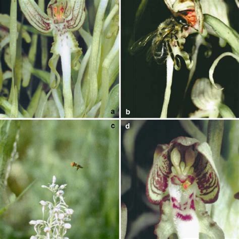 (PDF) Pollinator-mediated selfing in two deceptive orchids and a review of pollinium tracking ...