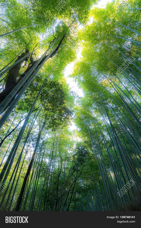 Arashiyama Bamboo Image & Photo (Free Trial) | Bigstock