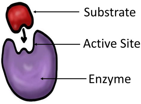 Substrate (Biology) - Key Stage Wiki