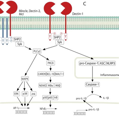 PRR signalling pathways. (A) Following TLR-mediated ligand recognition,... | Download Scientific ...