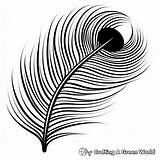 Peacock Feather Coloring Pages  Free & Printable sketch template