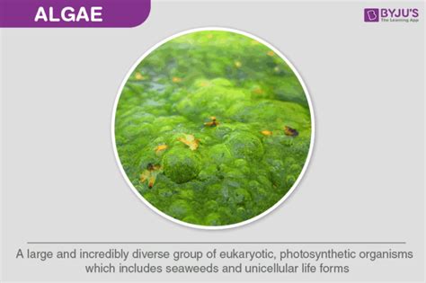 Algae - Definition, Characteristics, Types and Examples