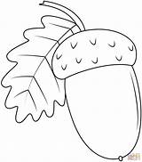 Acorn Coloring Page  Free Printable Coloring Pages sketch template