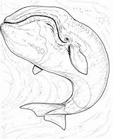 Whale Coloring Pages sketch template