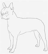 Boston Terrier Coloring Pages  Ceplok Colors sketch template