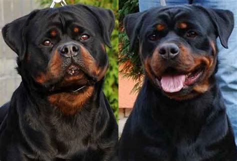 Giant Rottweiler Puppies For Sale In California : Rottweiler Puppies For Sale | Los Angeles, CA ...